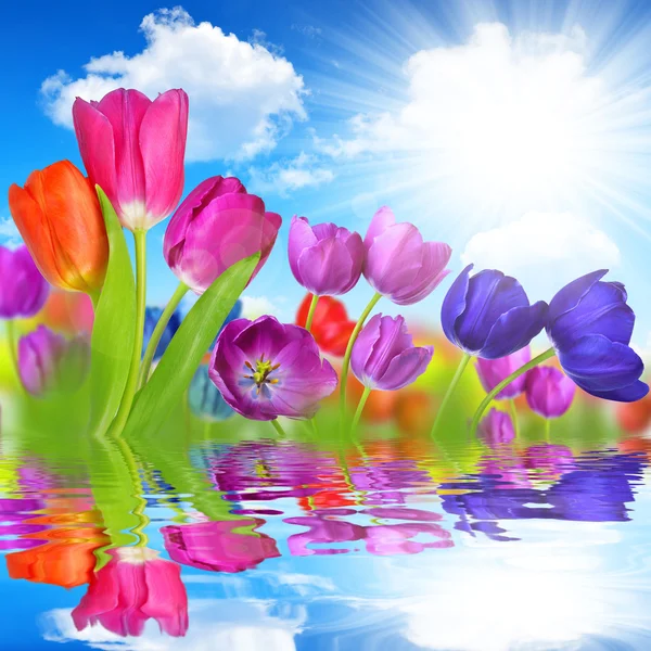 Colorful flowers tulip — Stock Photo, Image