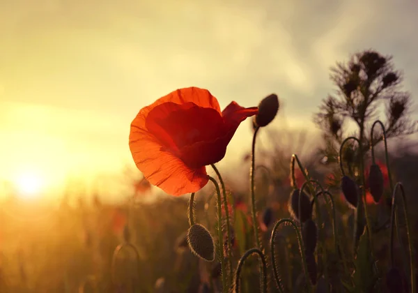 Coquelicots rouges au coucher du soleil — Photo