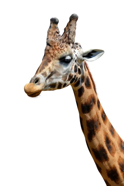 Egy zsiráf portréja — Stock Fotó