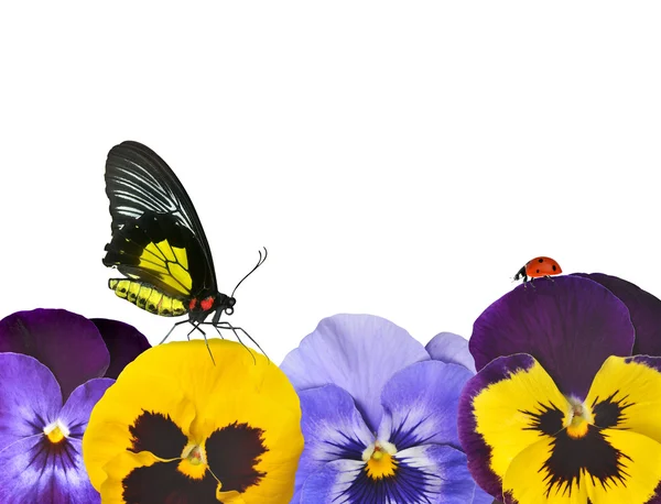 Pansies flower with butterfly and ladybug — Stock Photo, Image