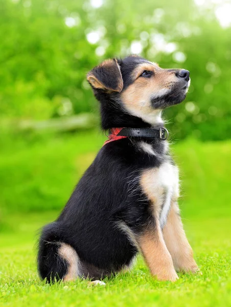 かわいい子犬の雑種犬 — ストック写真