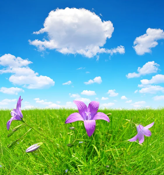 Glockenblumen auf der Frühlingswiese — Stockfoto