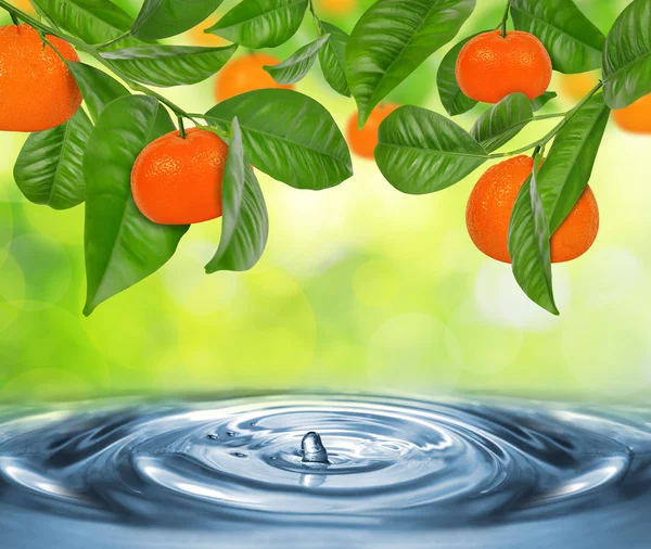 Avgrening av mandarintre – stockfoto