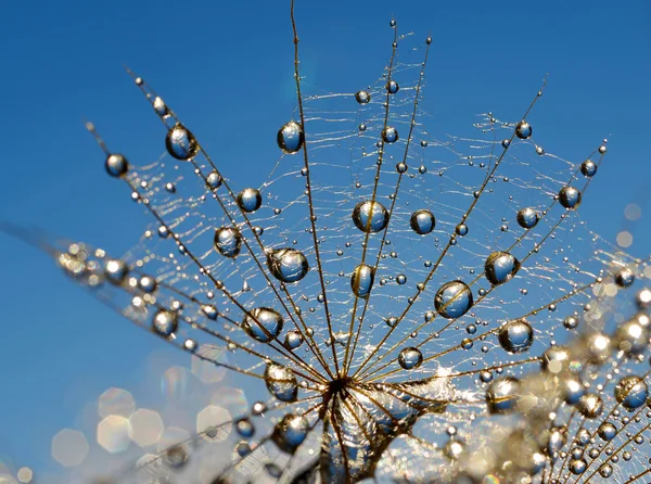 Floare de păpădie dewy — Fotografie, imagine de stoc