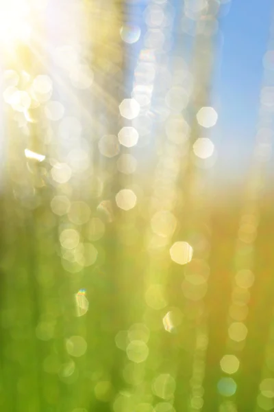 Fresh spring bokeh — Stock Photo, Image