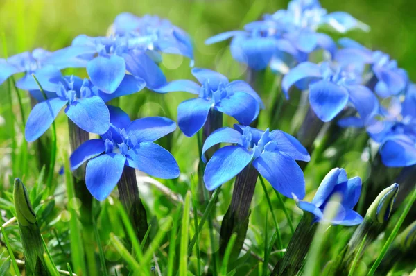 Spring blue gentians in the green grass close up — Stock Photo, Image