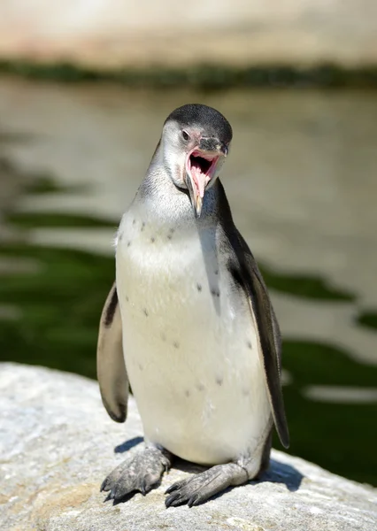 The Humboldt Penguin — Stock Photo, Image