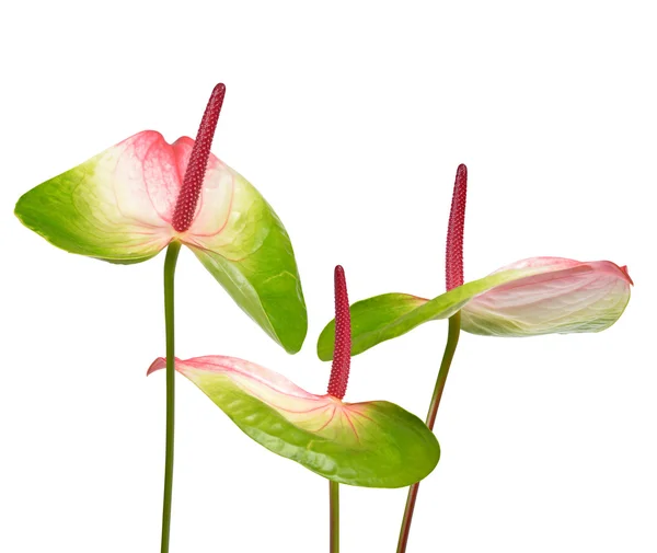Anthurium flowers isolated — Stock Photo, Image