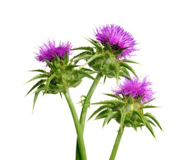 Beyaz arka plan üzerinde izole Silybum marianum (Milk Thistle)