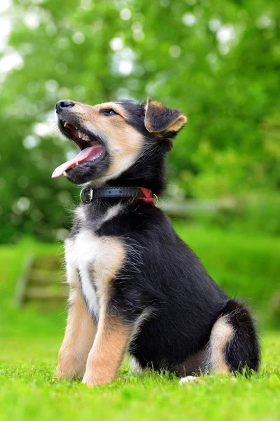 Carino cucciolo incrocio cane — Foto Stock