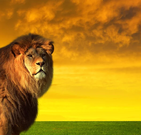 Μεγάλο αρσενικό λιοντάρι στην σαβάνα — Φωτογραφία Αρχείου