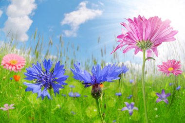 Çayırda renkli çiçekler.