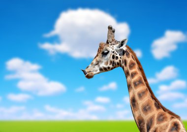 Bir zürafanın portresi 