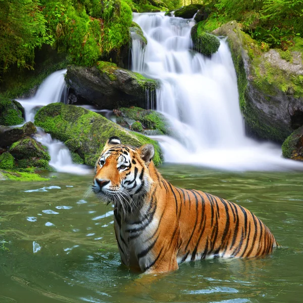 Tigre siberiano en agua — Foto de Stock