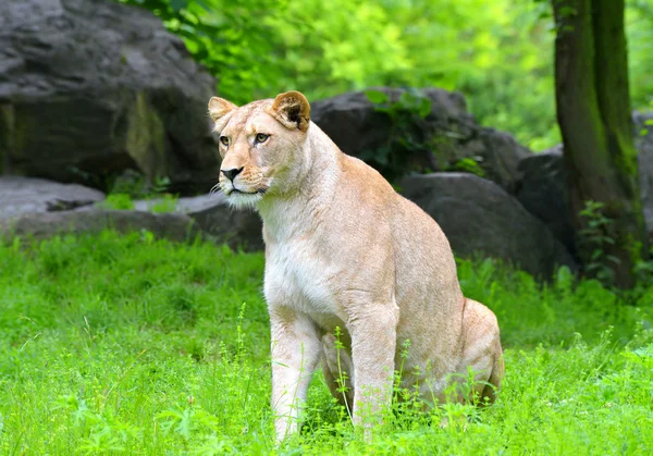 Leão fêmea grande — Fotografia de Stock