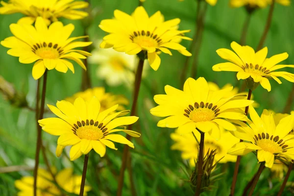 Flores amarillas de Gazania splendens — Foto de Stock