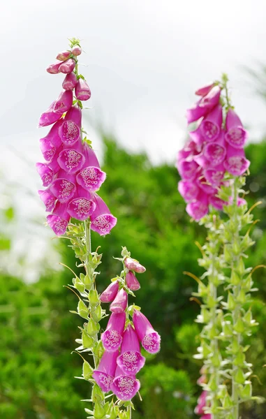 Çiçekleri mor foxglove — Stok fotoğraf