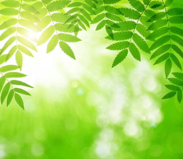 Jarní zelené listy stromu — Stock fotografie
