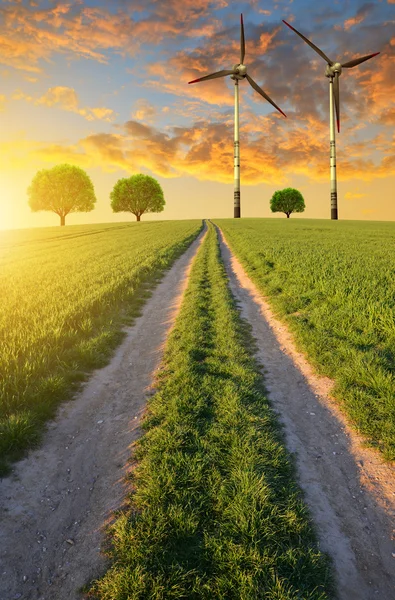 Camino de tierra en el campo de trigo al atardecer — Foto de Stock