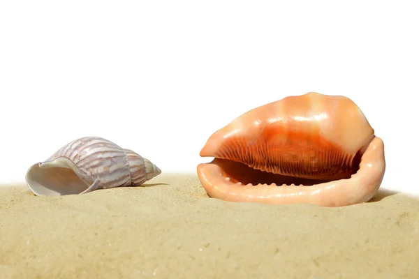 Τροπική θάλασσα κελύφη στην άμμο — Φωτογραφία Αρχείου