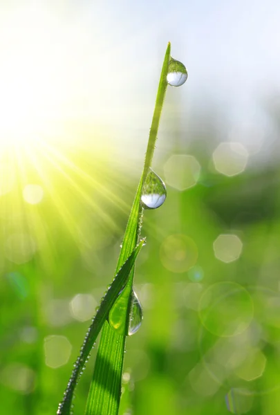 Fresh green grass with dew drops closeup. Royalty Free Stock Images