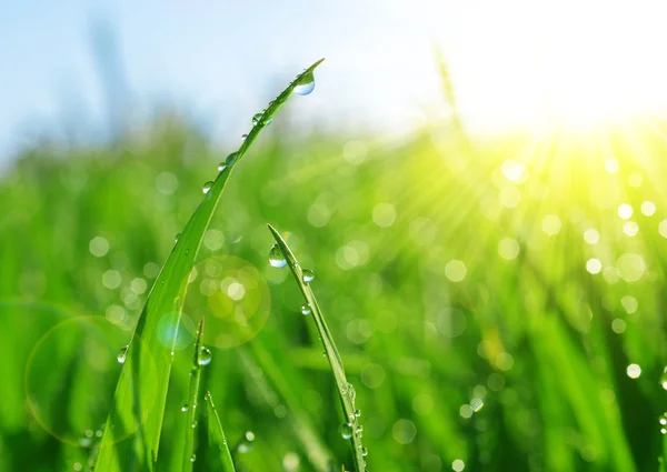 Fresh green grass with dew drops closeup — Stock Photo, Image