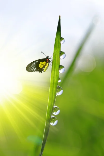 Fresh green grass with dew drops and butterfly.
