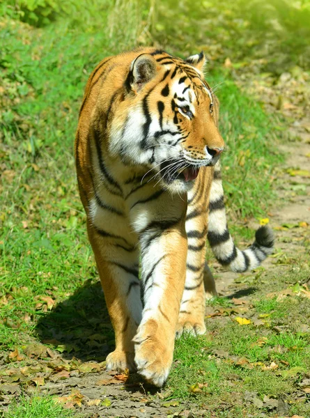 Grande tigre siberiano — Fotografia de Stock