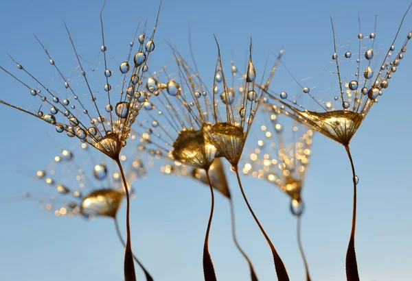 Dew drops on a dandelion seeds — Stock Photo, Image