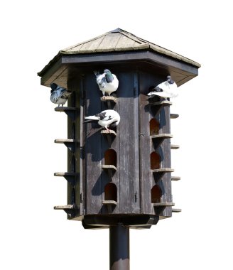 Ahşap dovecote güvercinler ile