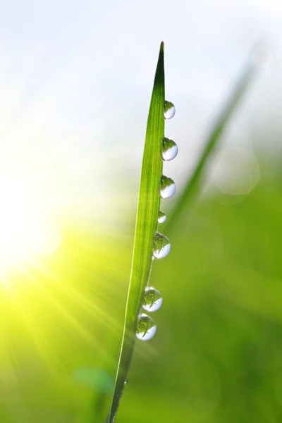 Verse groene gras met dauw druppels close-up. — Stockfoto