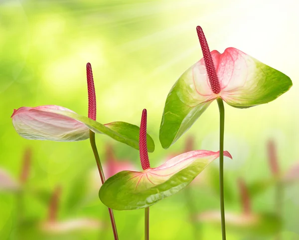 Kleurrijke bloemen van de Anthurium — Stockfoto