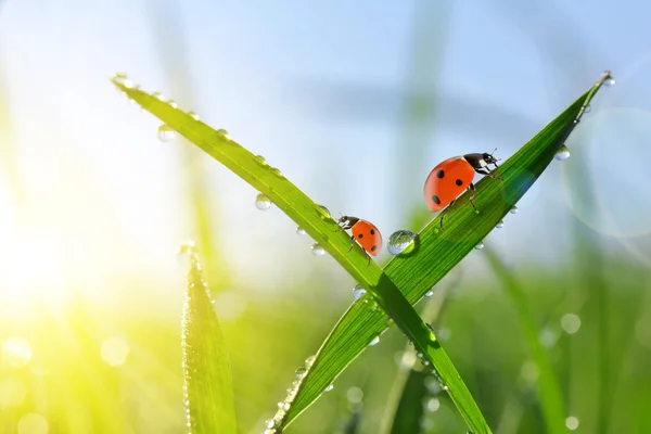 Verse ochtenddauw op groen gras en lieveheersbeestjes. — Stockfoto