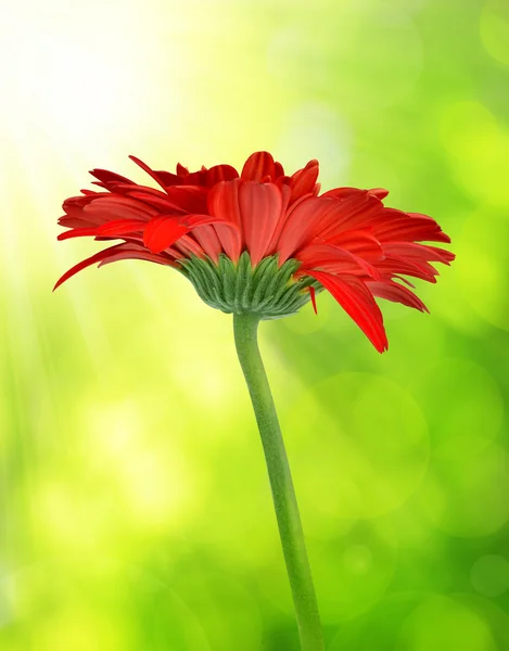 Květina červená gerbera na přírodní zelené pozadí. — Stock fotografie