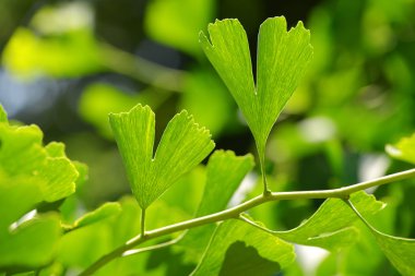Ginkgo biloba yaprakları