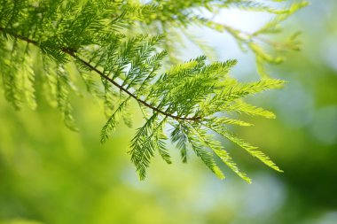 Detail of branch tree Bald Cypress clipart