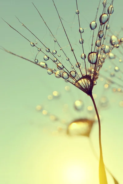 Dew drops on a dandelion seed — Stock Photo, Image