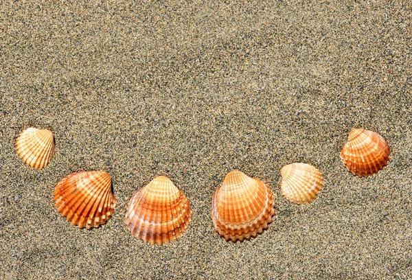 Conchas de mar sobre arena. — Foto de Stock