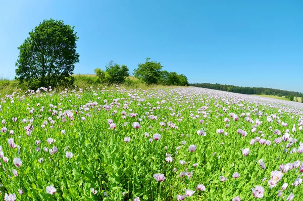 Blooming poppy field — Stock Photo, Image