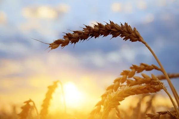 Campo de trigo en la puesta del sol — Foto de Stock