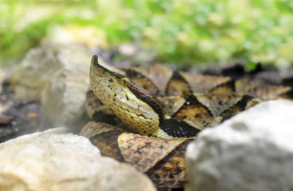 Zehirli yılan yüz-pace çukur engerek — Stok fotoğraf