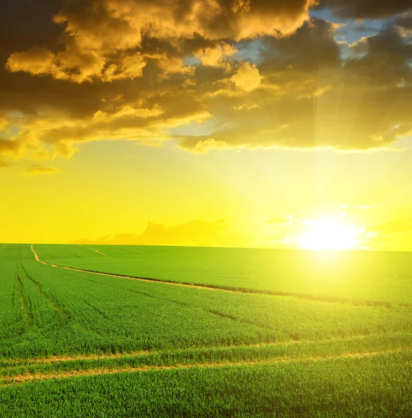 Зелене поле з небом заходу сонця — стокове фото
