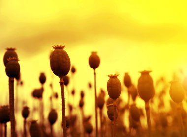 Hasat önce kuru haşhaş alanı 