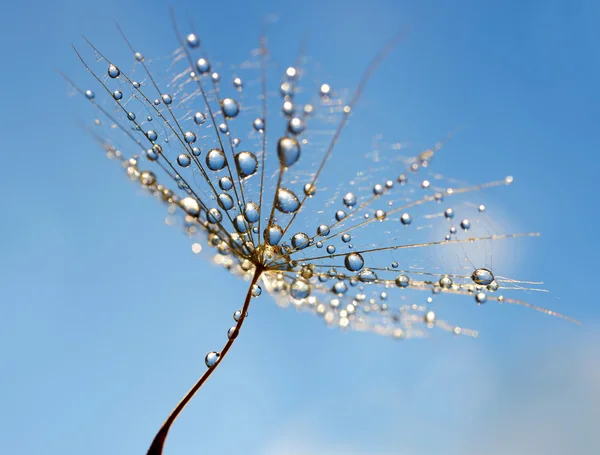 Dew drops on a dandelion seed — Stock Photo, Image