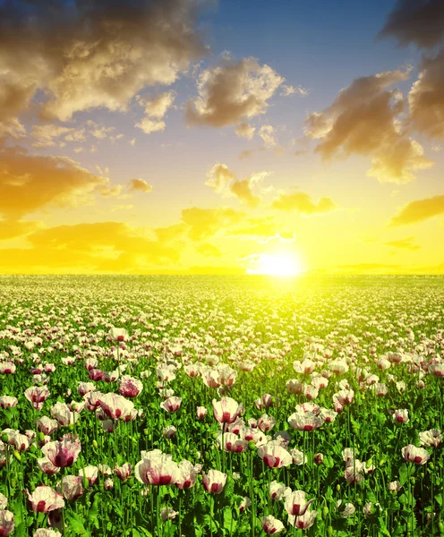 Kvetoucí maková pole v západu slunce obloha. — Stock fotografie