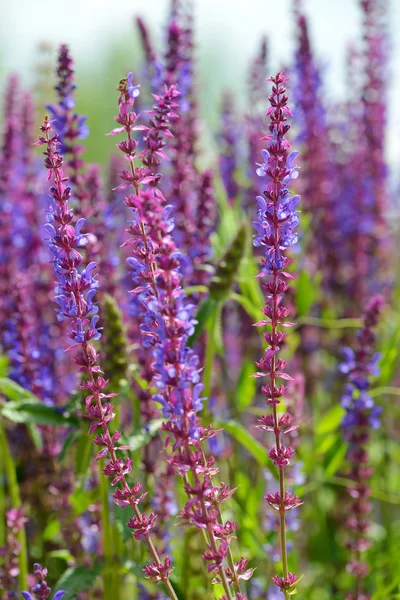 Цветущий фиолетовый цветок шалфея — стоковое фото