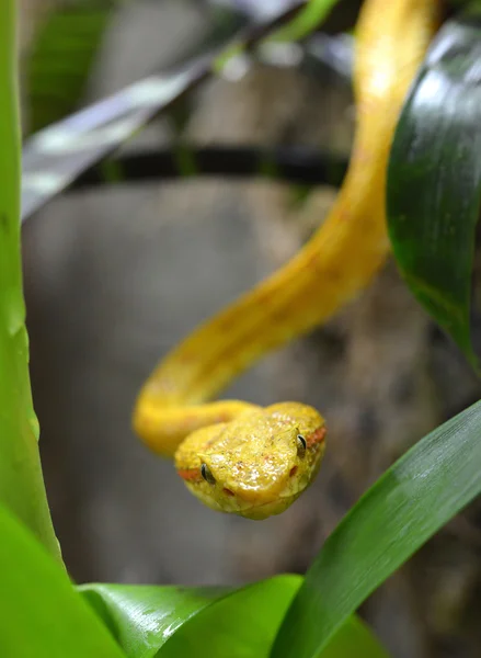 Szempilla Viper (guatemalai schlegeli) — Stock Fotó