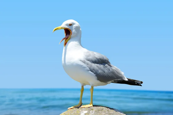 Seagull stående på fötterna. — Stockfoto