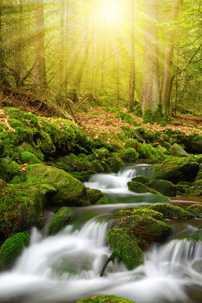 Mountain stream in the National park Sumava