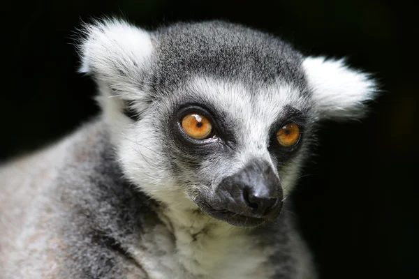 Lemur-de-cauda-anelada — Fotografia de Stock